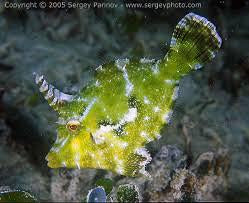 Aiptasia Eating Filefish