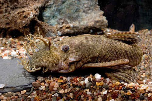 Bristlenose 3-4" Male