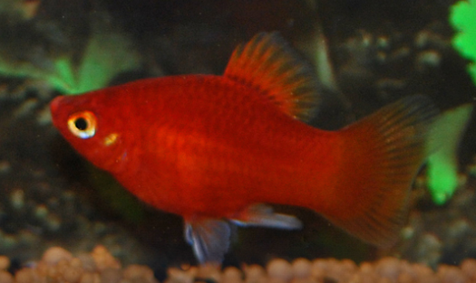 Dark Red Coral Platy