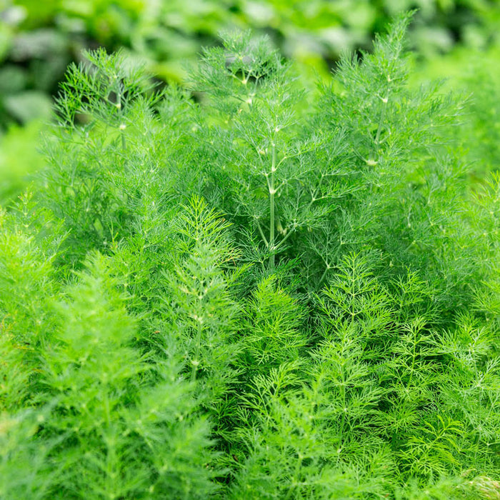 DILL 'Delight' --Anethum graveolens--