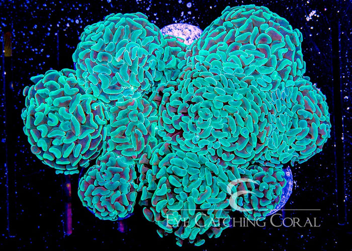 ECC Aussie Mint/Green Hammer Frag