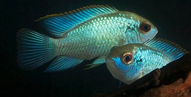Electric Blue Acara 2" - 3"