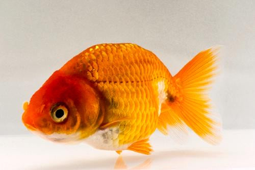 Lionhead Goldfish