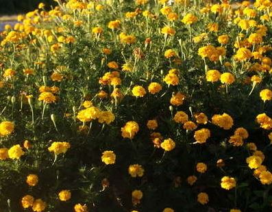 MARIGOLD 'Gypsy Sunshine'