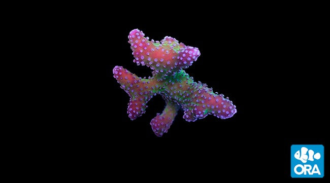 ORA Rainbow Stylophora