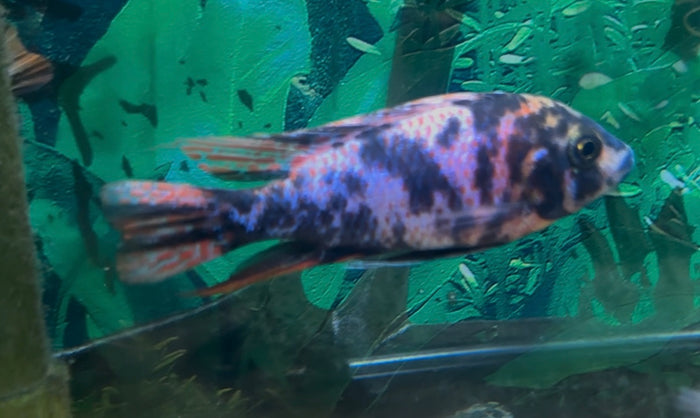 Orange Blotched Peacock Cichlid Medium