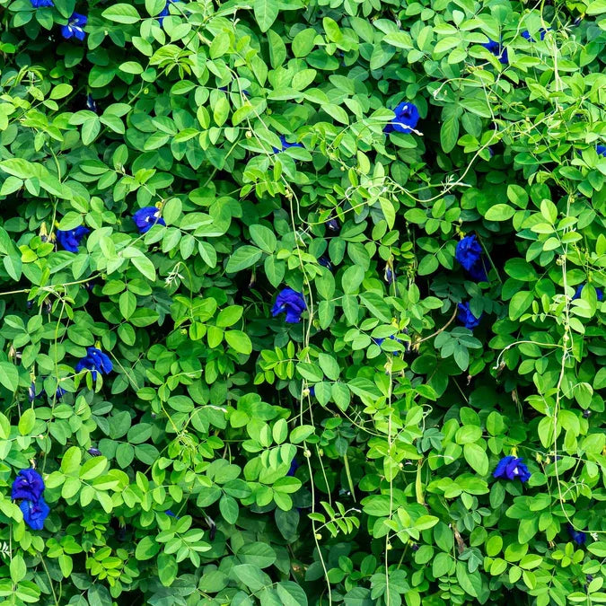 PEA 'Blue Queen Butterfly' --Clitoria ternatea--
