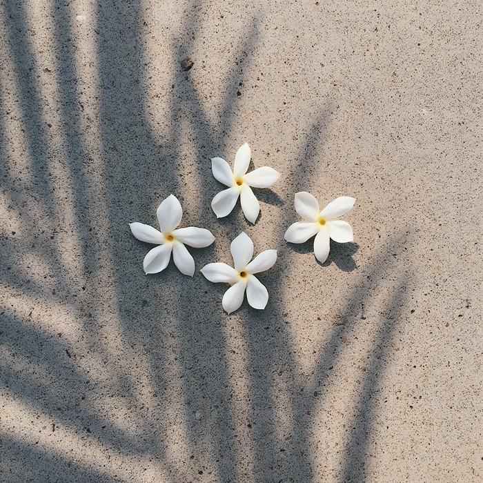 Pikake Jasmine Lotion