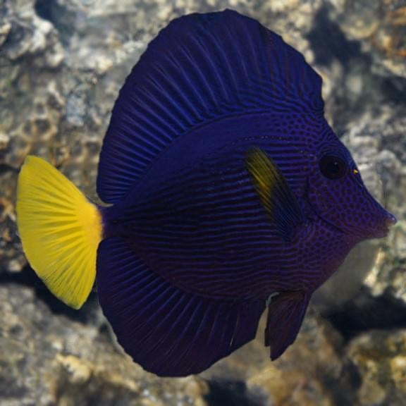 Purple Tang 1.25" - 1.75"