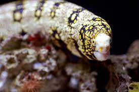 Snowflake Eel Large