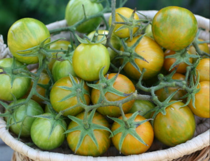 TOMATO 'Green Zebra Cherry'