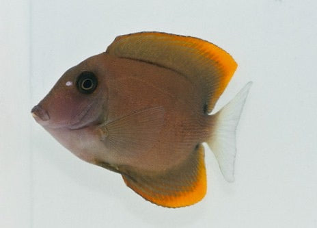 Tomini Bristletooth Tang 1.5" - 2.5"