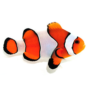 Vivid Fancy Clownfish Pair