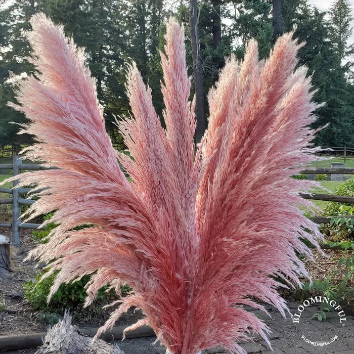 3FT. Pampas Grass Bundle (3 Stalks)