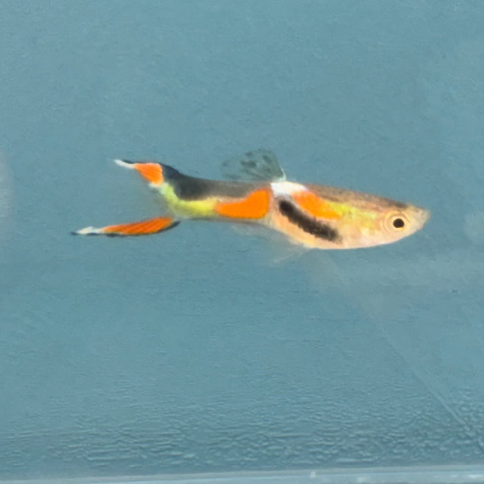 Endler's Male