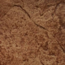 Mahogany Rose / 1 Gal