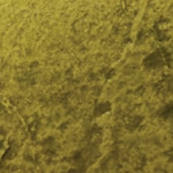 Russian Olive / 1 Gal
