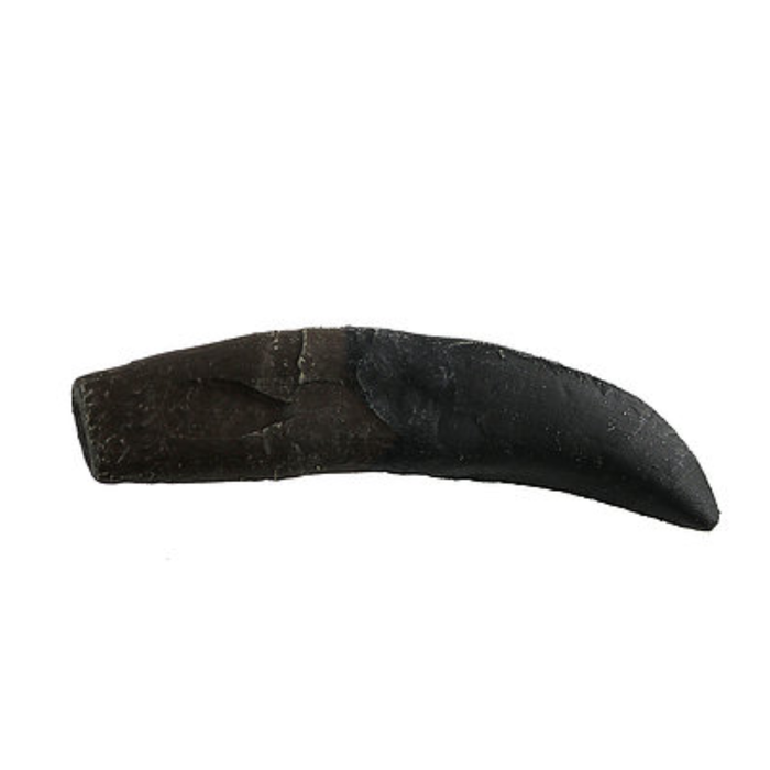 Allosaurus Cast Tooth with Root
