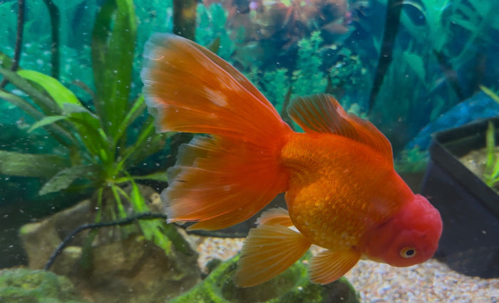 Assorted Oranda Goldfish 4-5"
