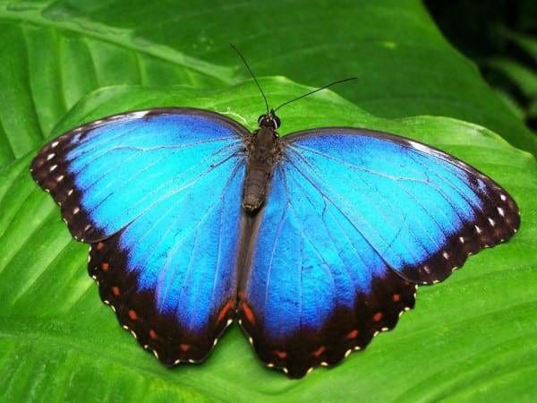 Nature Diamond Painting Kit - Azure Butterfly Wings-Square 15x20cm- - Paint With Diamonds