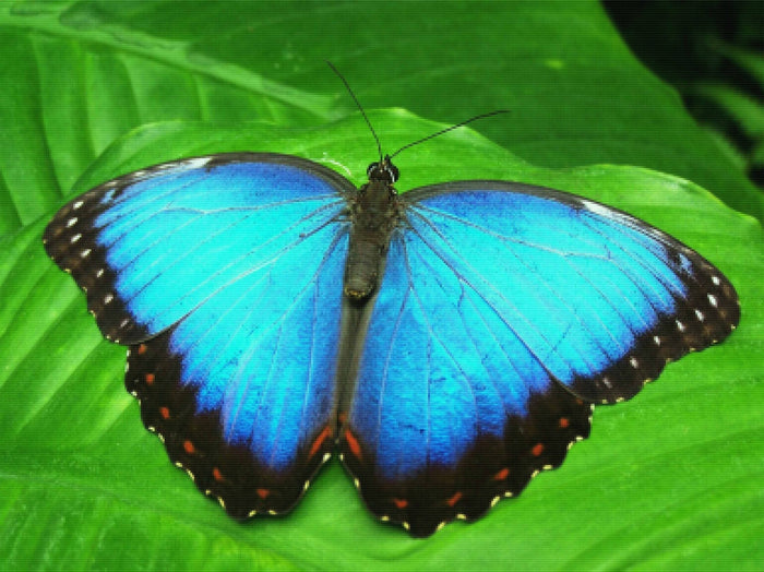 Azure Butterfly Wings
