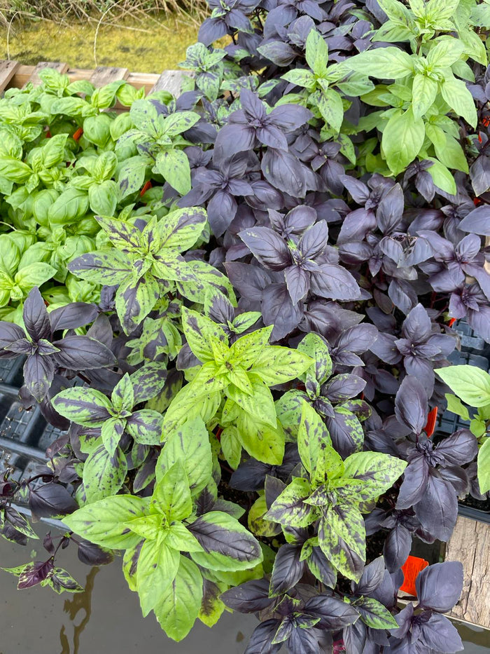 BASIL 'Deep Purple' --Ocimum basilicum--