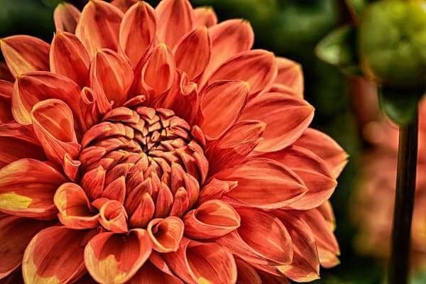 Flower Diamond Painting Kit - Beautiful Dahlia-Square 20x30cm- - Paint With Diamonds