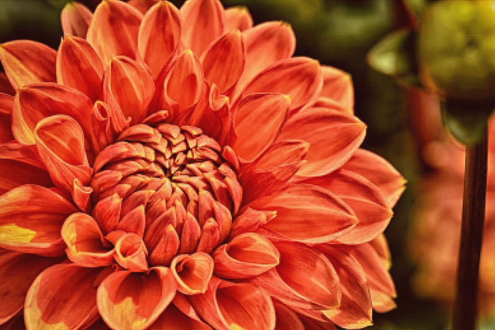 Beautiful Dahlia