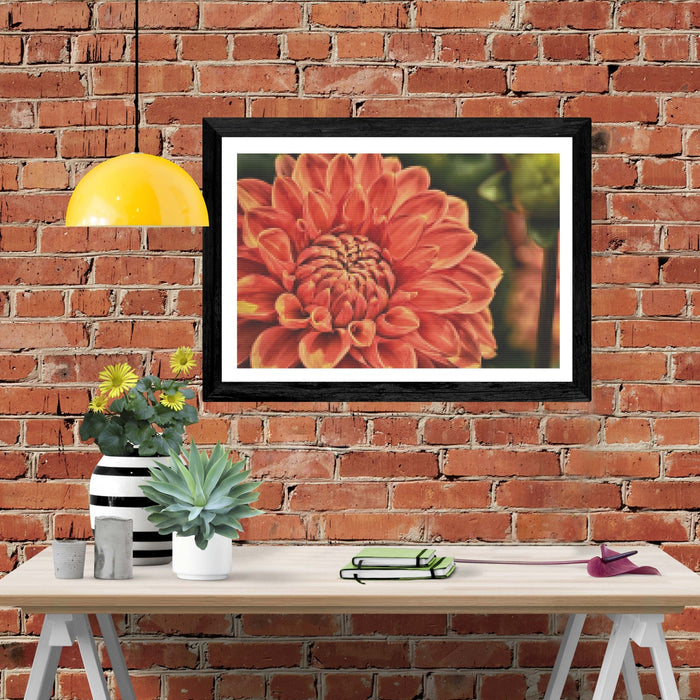 Beautiful Dahlia