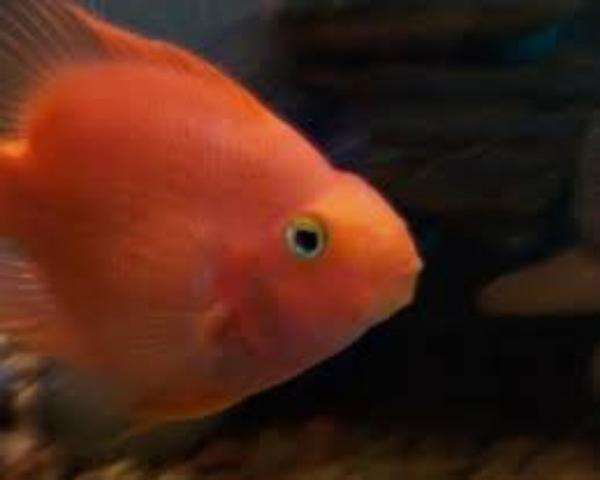 Blood Parrot Cichlid 3.5"
