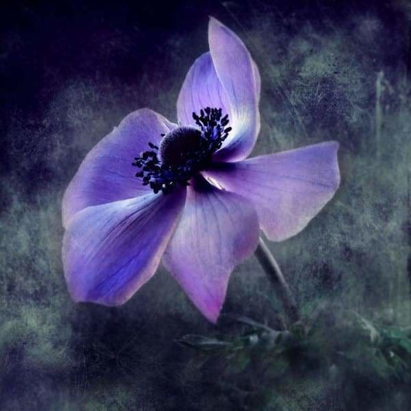Flower Diamond Painting Kit - Blossom In The Darkness-Square 20x20cm- - Paint With Diamonds