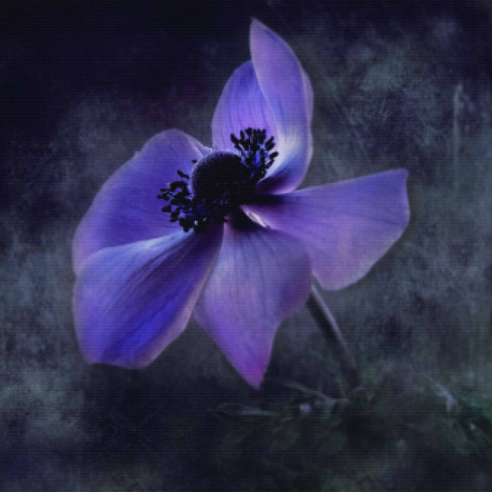 Blossom In The Darkness