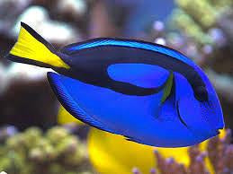 Blue "Hippo" Tang 3.6 - 4.5"