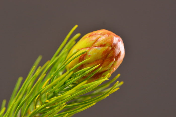 Bulk 26" Faux Pine Branches Wholesale