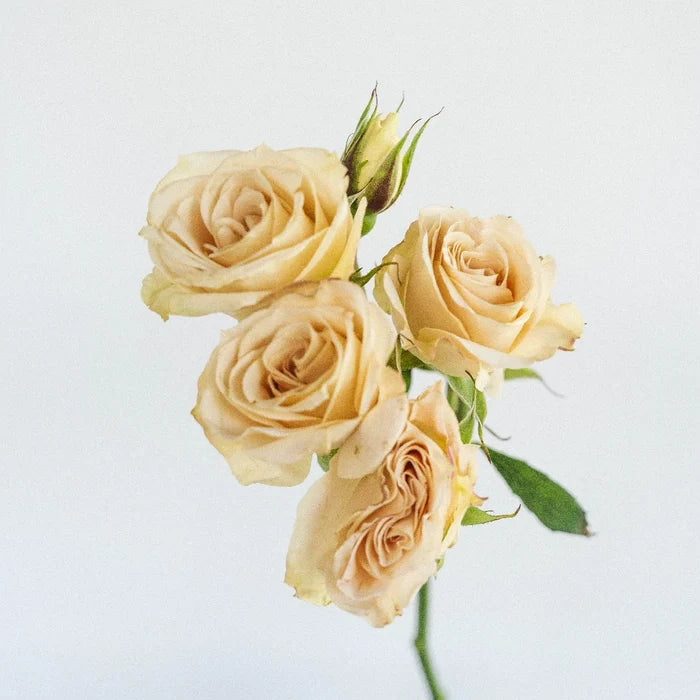 Peach Spray Bulk Roses Stem - Image