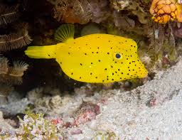 Cubicus Boxfish 2.25 -3.5"