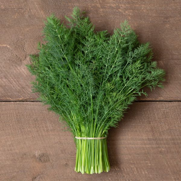 DILL 'Delight' --Anethum graveolens--