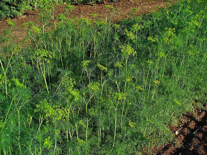 DILL 'Delight' --Anethum graveolens--