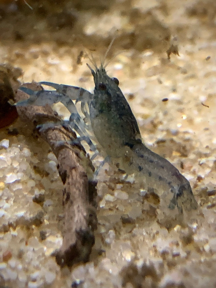 Dwarf Blue Lobster