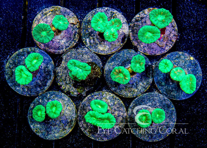 ECC Green Candy Cane Frag