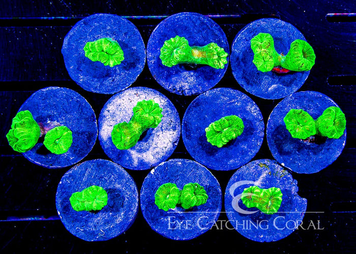 ECC Kryptonite Candy Cane Frag