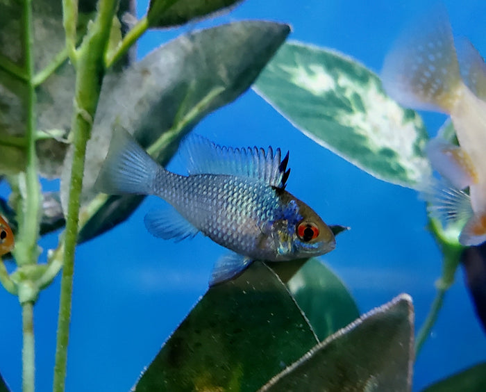 Electric Blue Ram