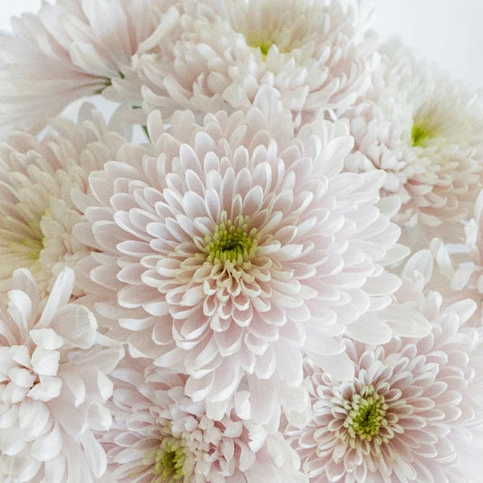 Candyfloss Close Up - Image