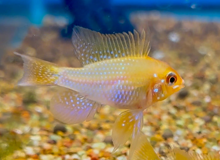 German Gold Ram