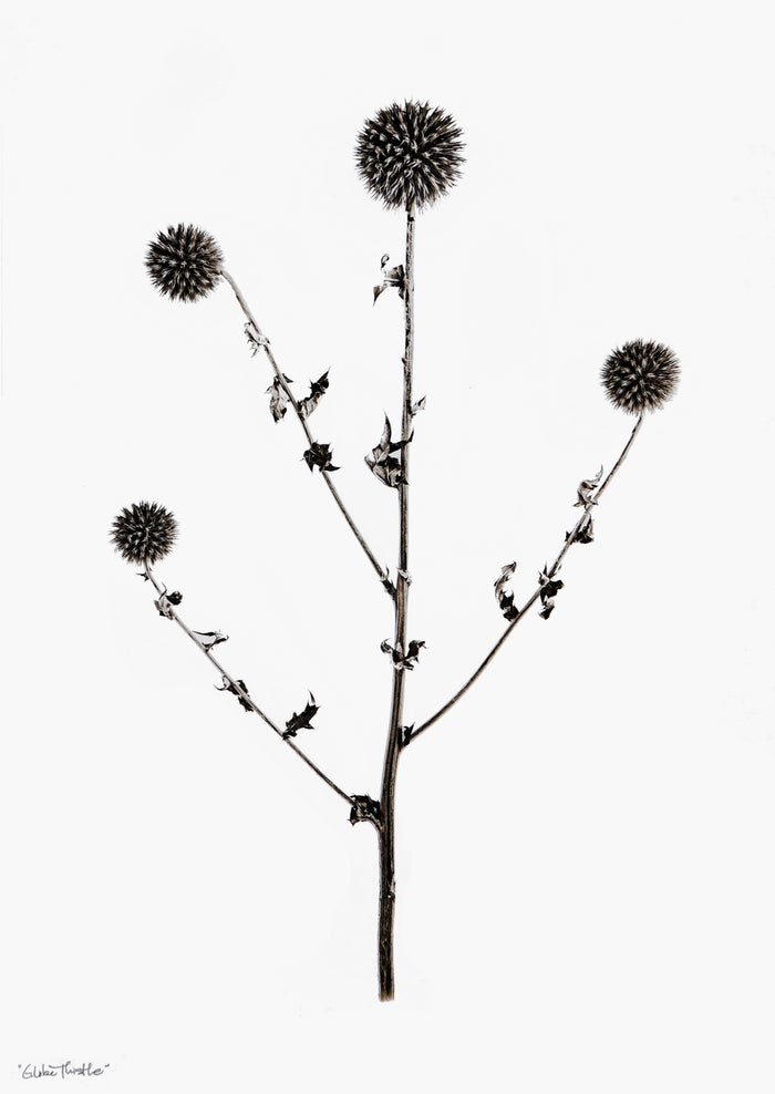 Globe Thistle Print in  - LEIF