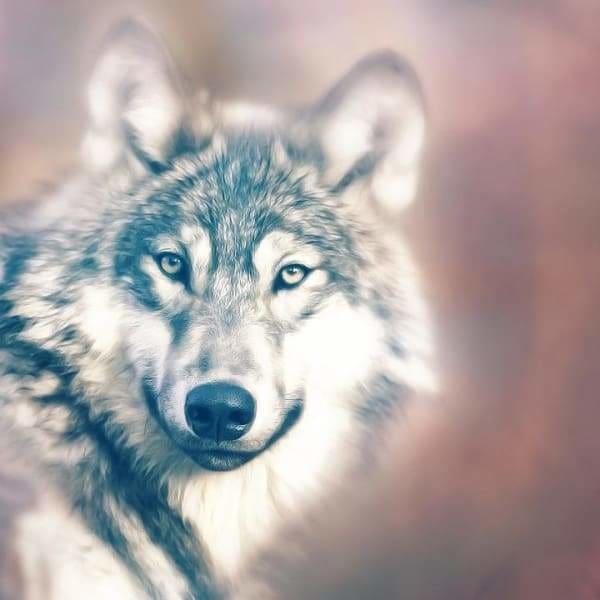 Glowing Wolf BFCM Fall Sale October 2018 Round Square