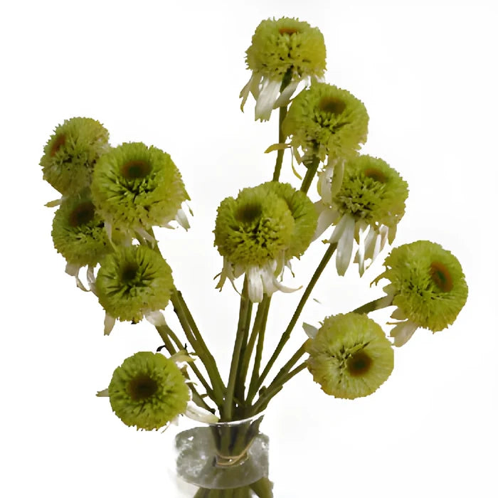 Green Flowering Echinacea Pods