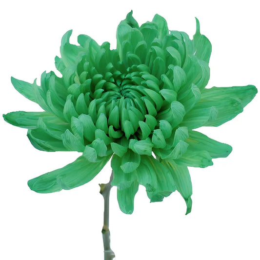 Green Tinted Cremon Bulk Flowers