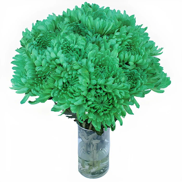 Green Tinted Cremon Bulk Flowers