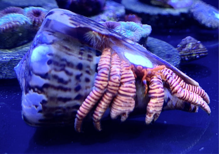 Halloween Hermit Crab